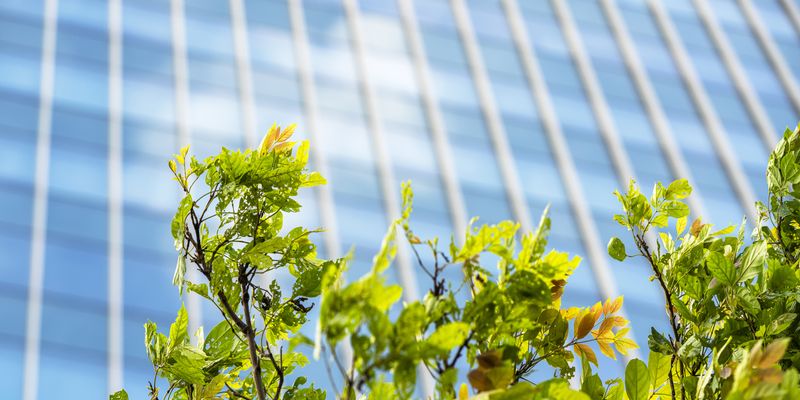 Close-up of green branch with glass office building in background.