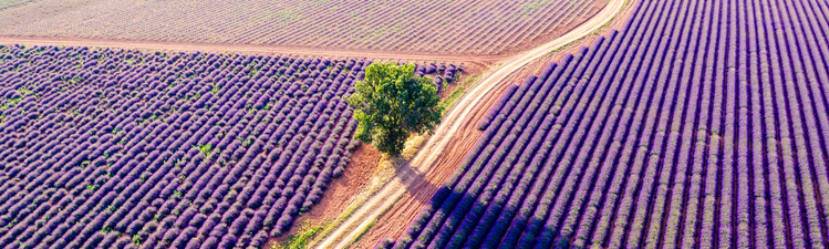 Aerial drone view of lavender field in summer, Provence, France