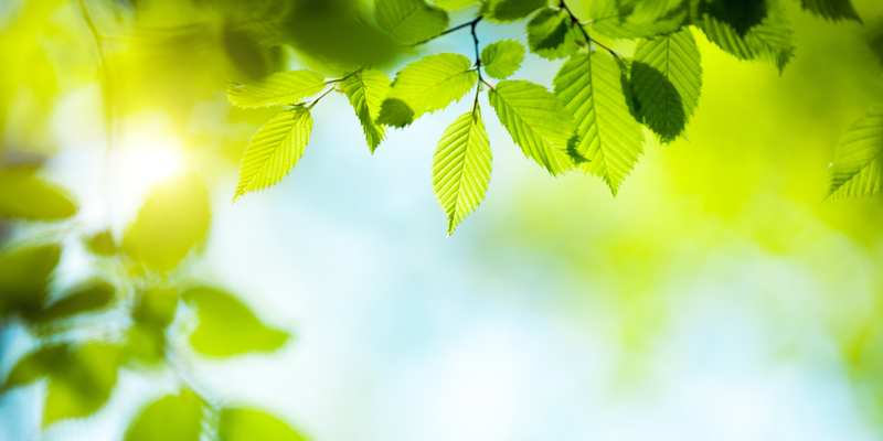 Spring background with fresh green leaves.