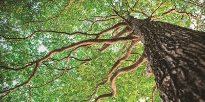 Up angle of tree branches.