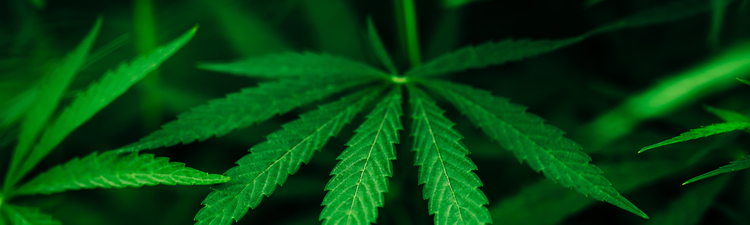 Cannabis growing outdoors. Close-up