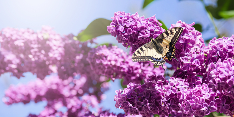 Natural texture spring background. Lilac blossoms close-up and a large beautiful butterfly.