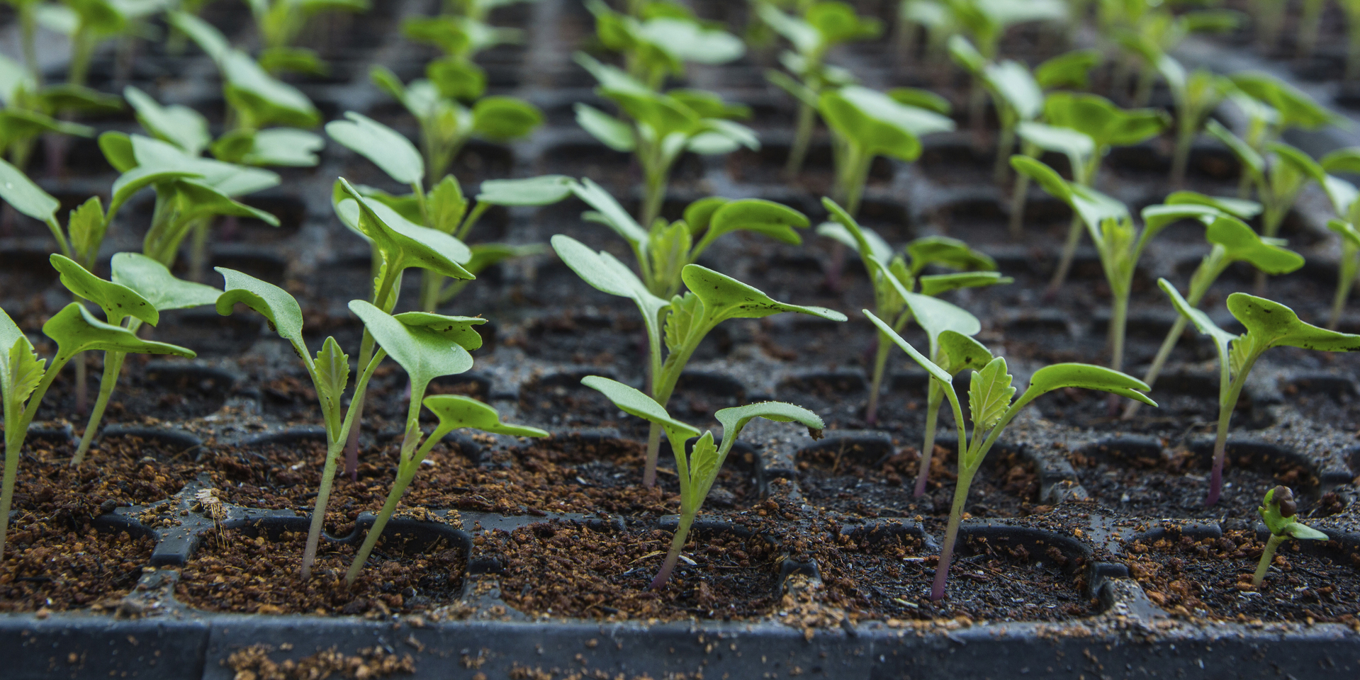 Agriculture Plants