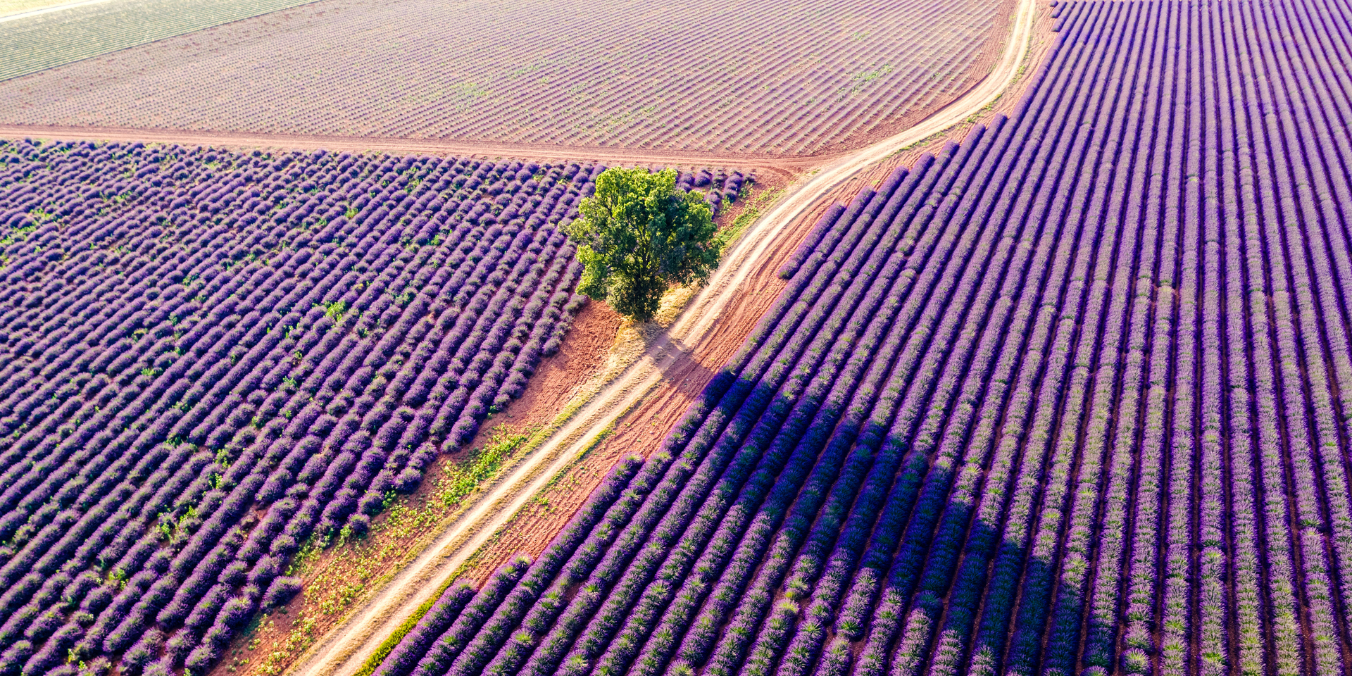 Aerial drone view of lavender field in summer, Provence, France