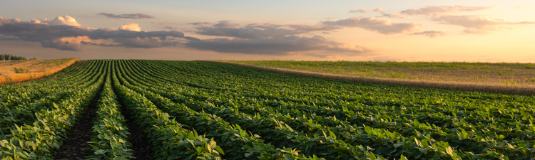 Sunset over growing soybean plants at ranch field