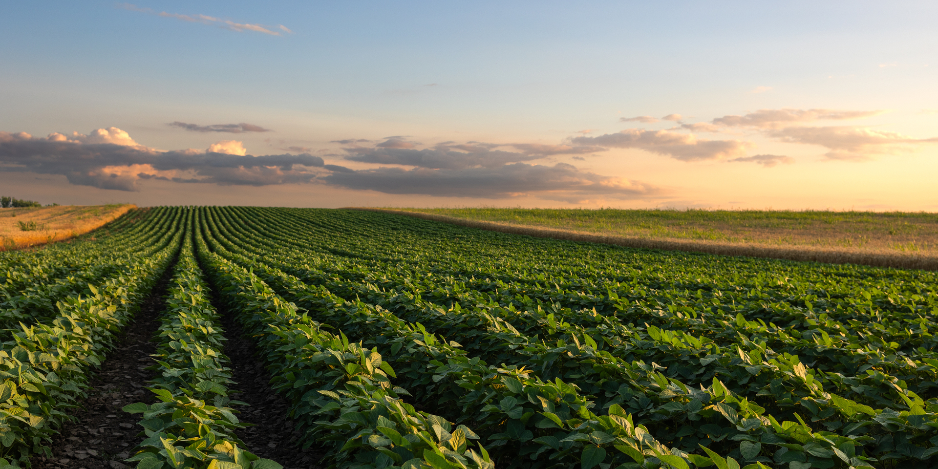 Sunset over growing soybean plants at ranch field