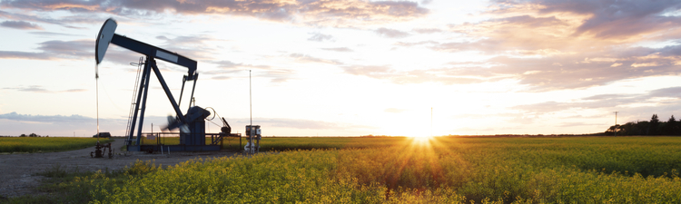 Wide angle of oil pumpjack in field of yellow flowers.