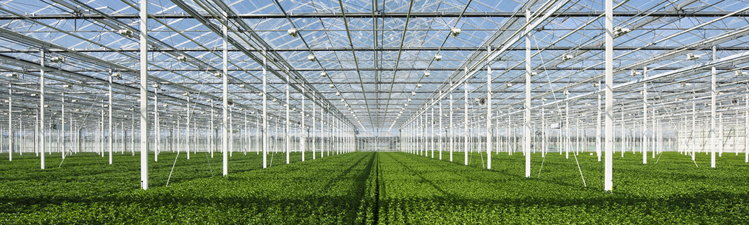 Plants in greenhouse