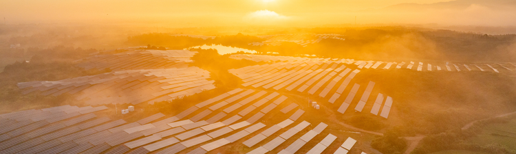 Wide angle of photovoltaic solar panels on a hillside at sunrise.