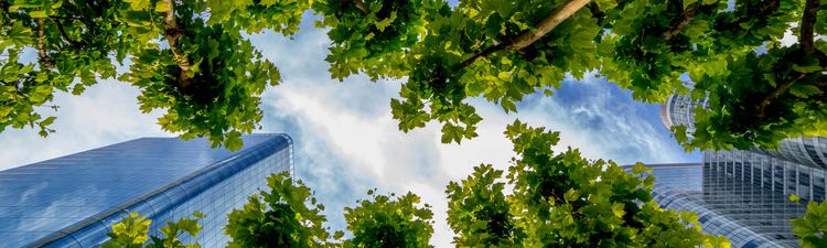 Up angle of skyscrapers and trees in city.