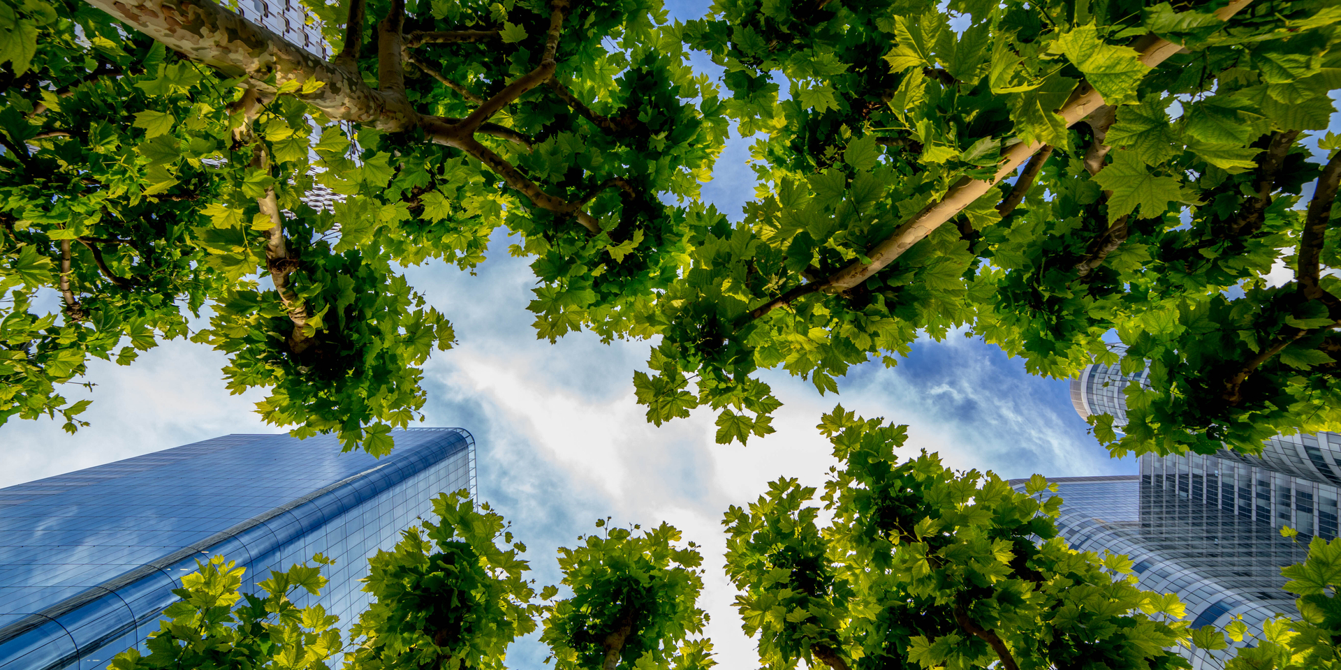 Up angle of skyscrapers and trees in city.