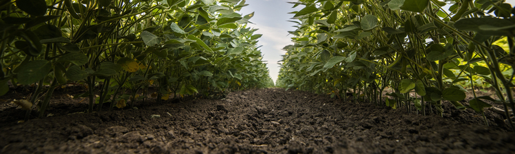 Open soybean field at sunset.Soybean field .