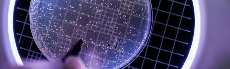 Close-up of petri dish under microscope.