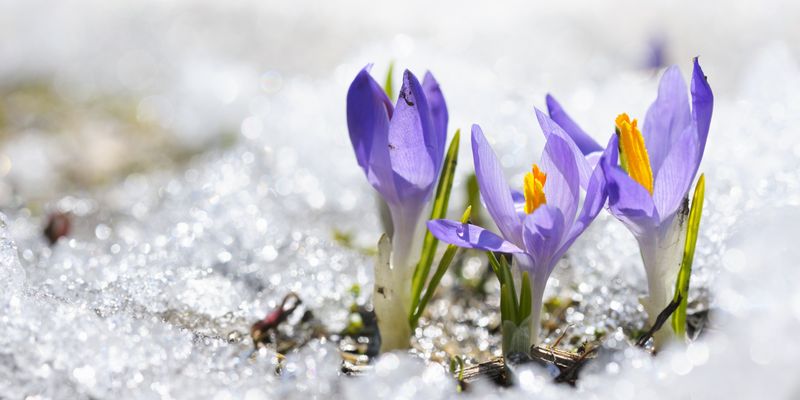 Close-up of purple Crocus flower blooming in snow.