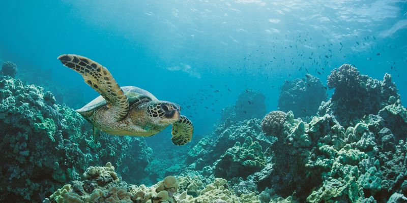 Wide angle of sea turtle swimming near coral reef in ocean.