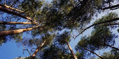 Up angle of trees in woods or forest.