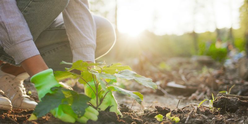 Close-up of person working in community garden.