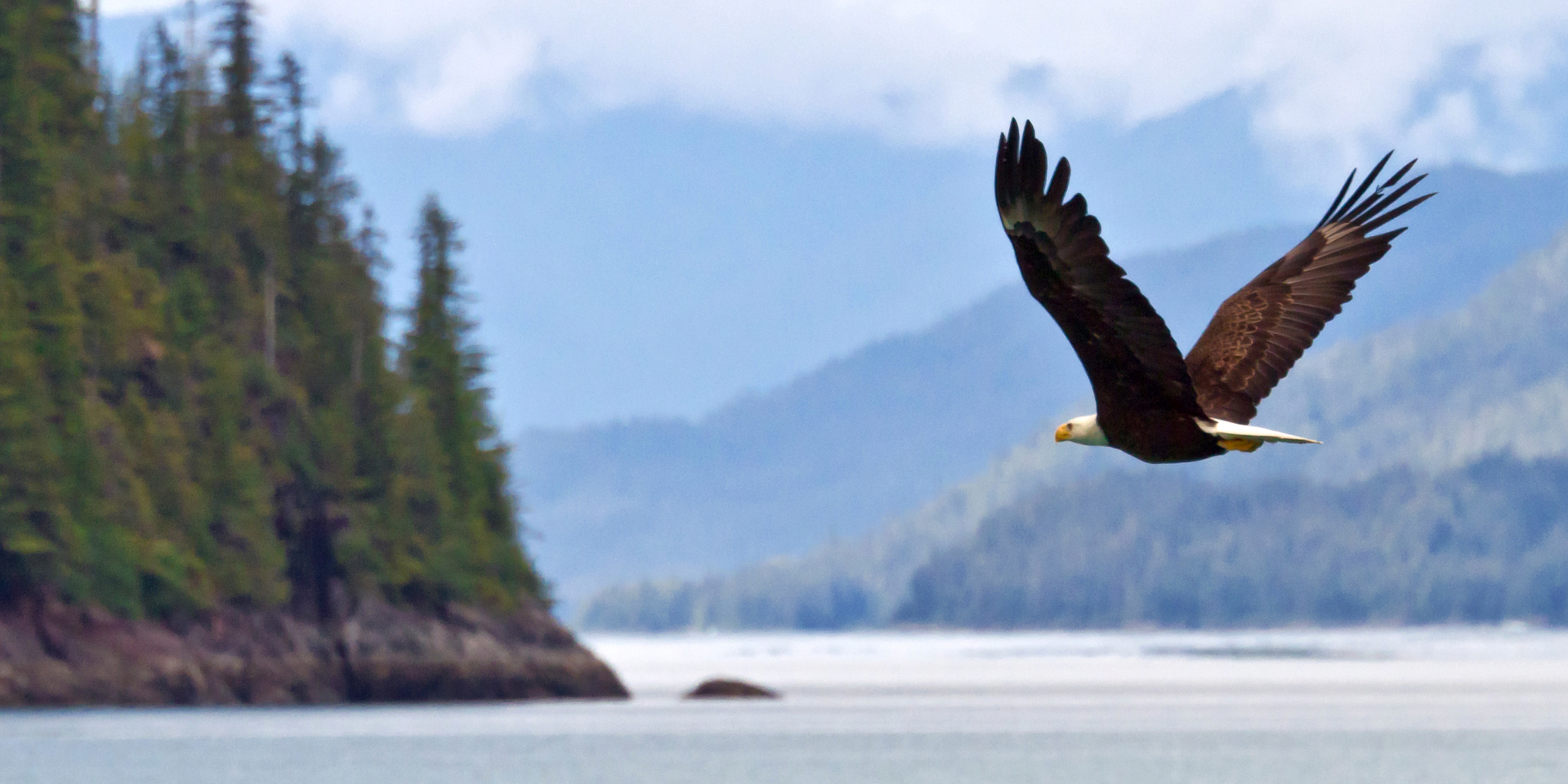 Bald Eagle
