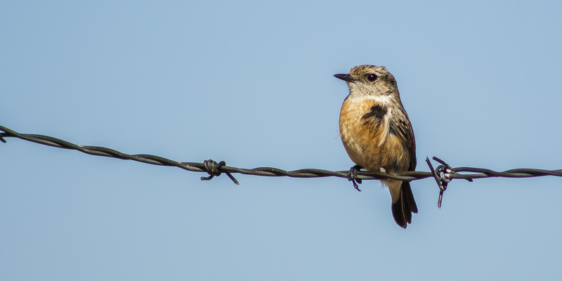Small African bird having amazing afternoon peace.