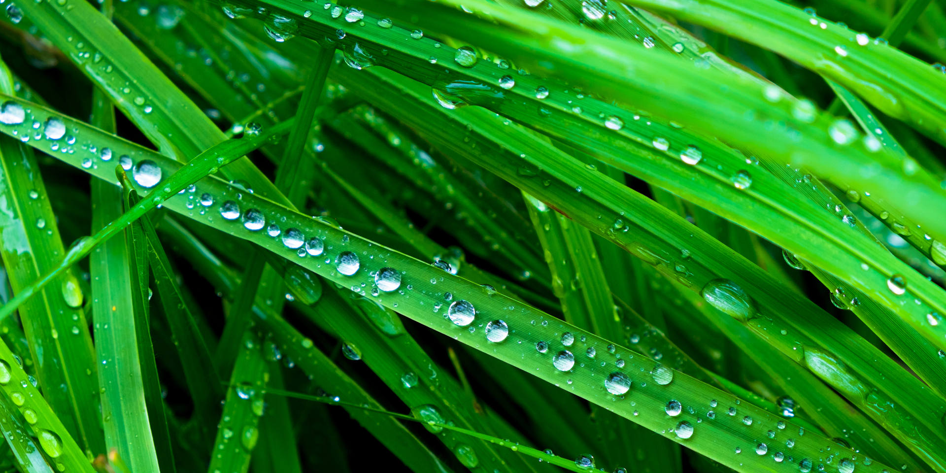 Wet Grass