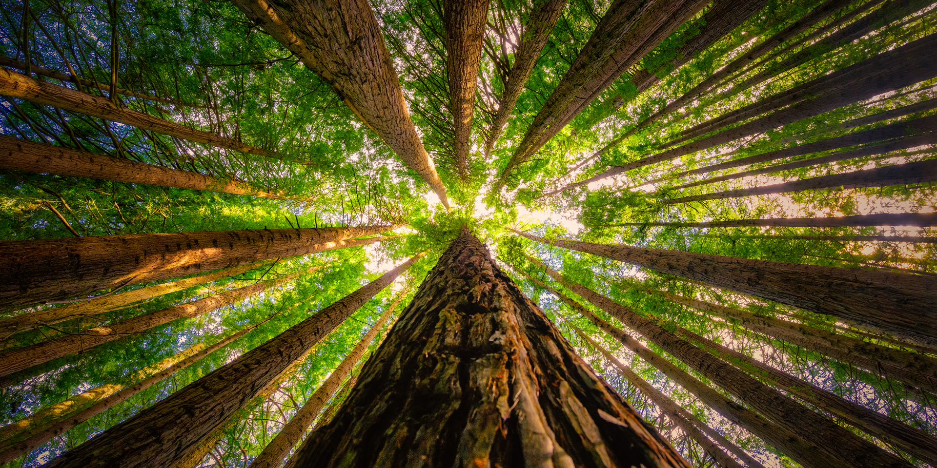 Ground level view looking up into a forest of trees