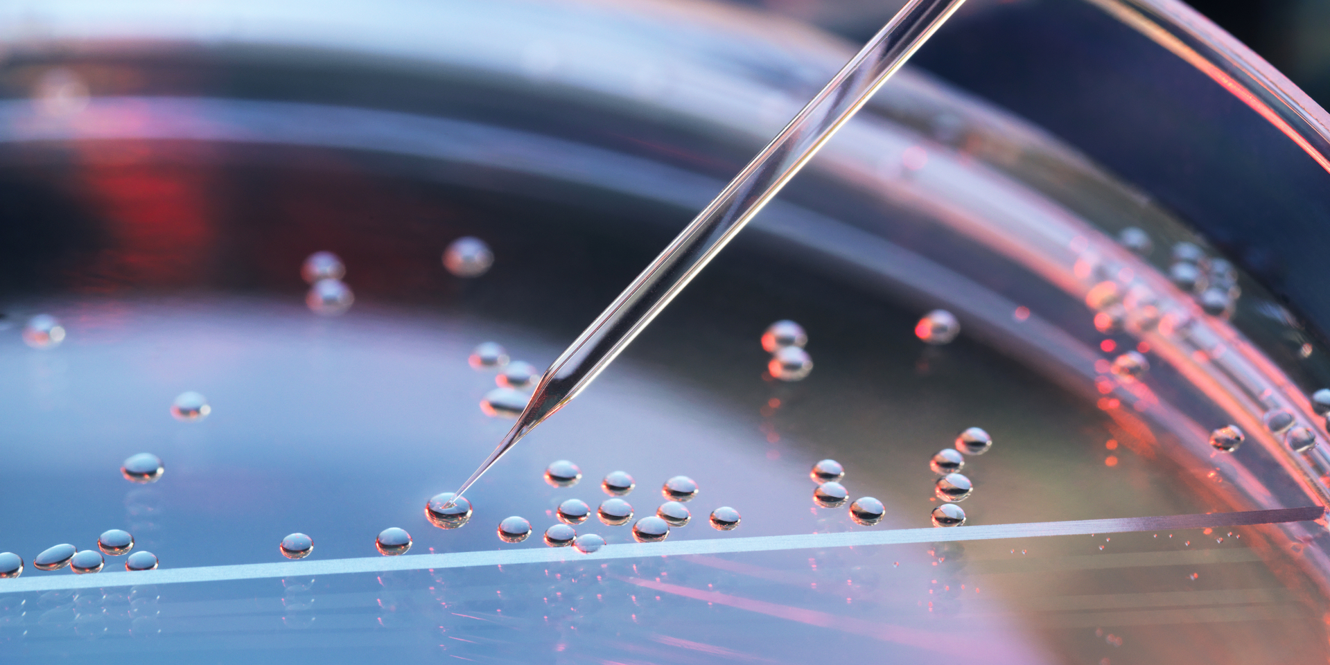 Close-up of nuclear transfer of embryonic stem cells.