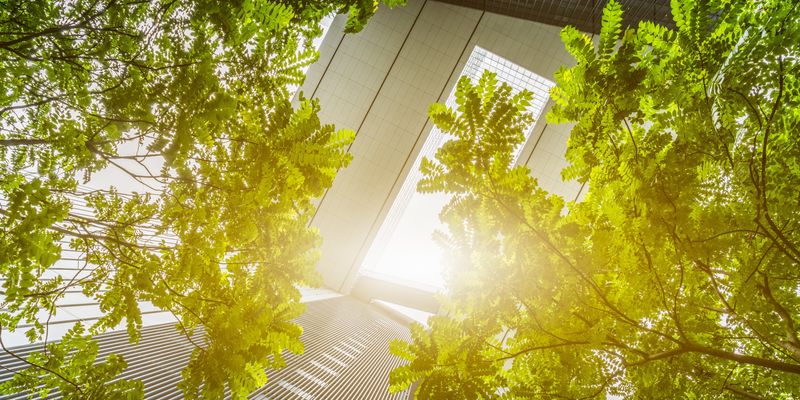 Up angle of trees in office courtyard area.