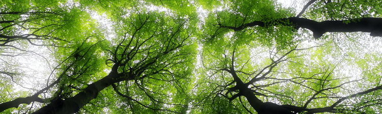 bugs eye view of trees