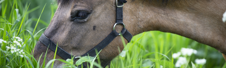 portrait of local breed horse grazing in meadow. close up