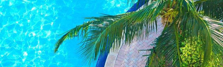 High angle down over palm tree near swimming pool.