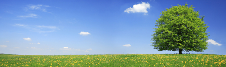 fresh, colourful spring landscape