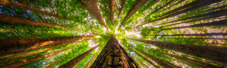 Ground level view looking up into a forest of trees
