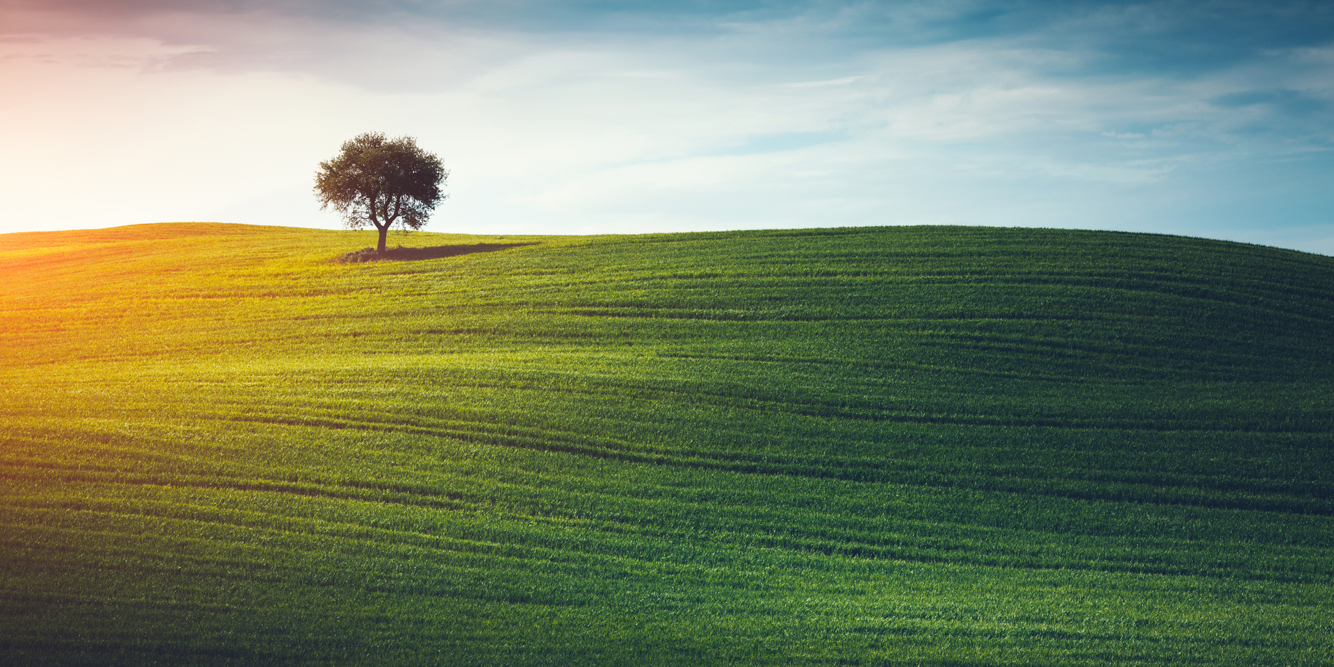 Lone tree in the middle of green field (Val D'orcia, Tuscany, Italy).