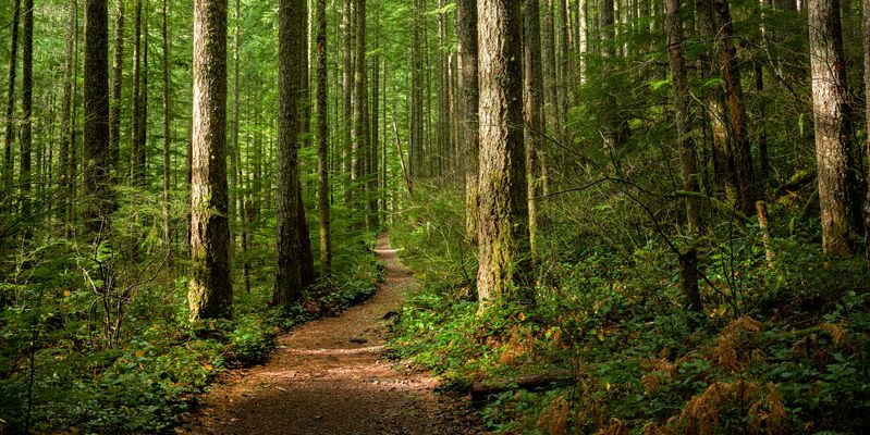 Wide angle of a trail running through green forest.