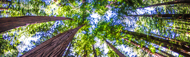 Looking up at the redwood trees at Muir Woods in San Francisco.